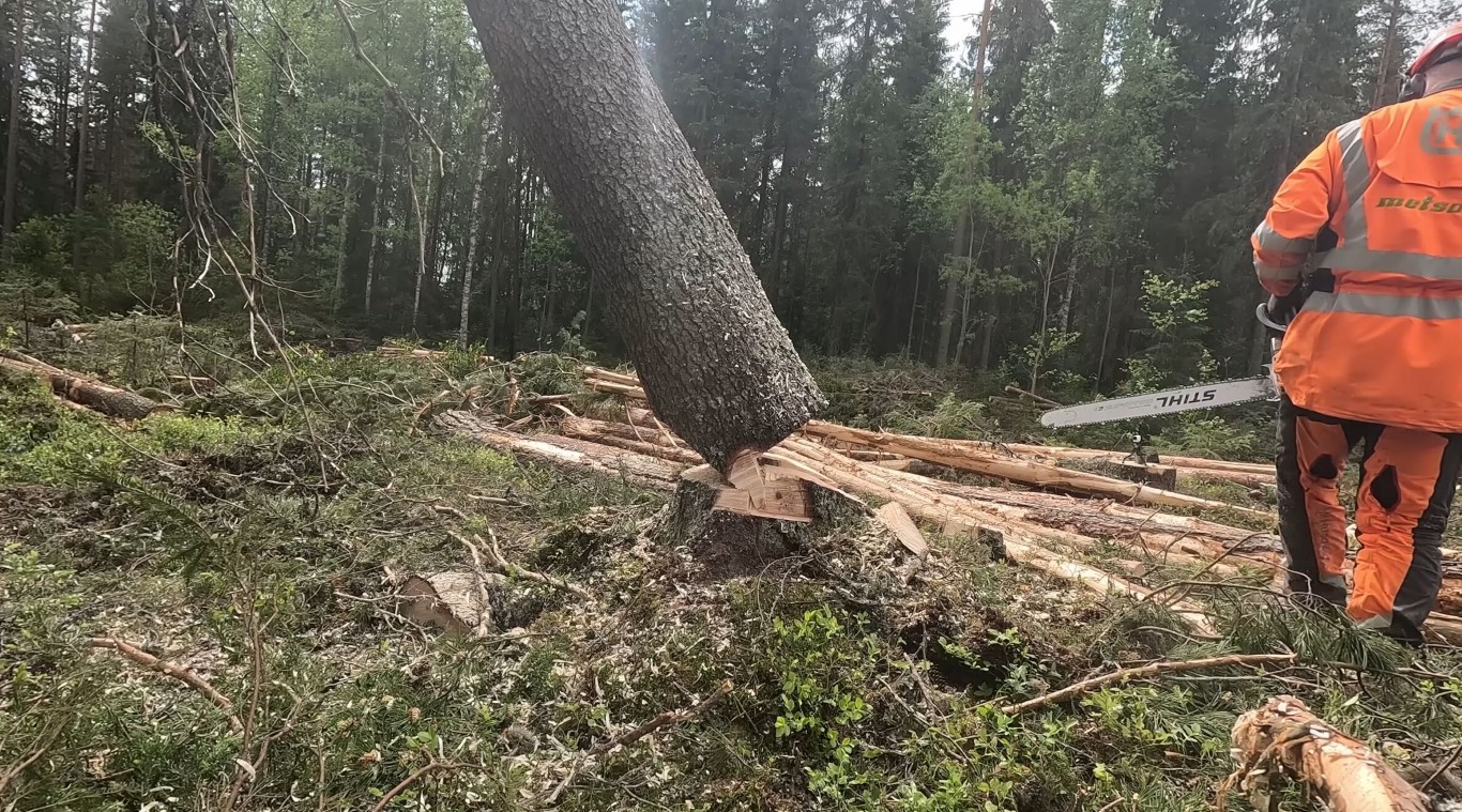 Hazardous tree removal service for large and dangerous trees